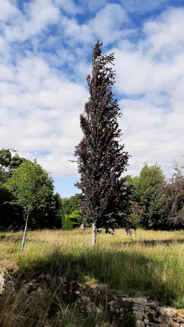 <i>Fagus sylvatica</i> 'Dawyck Purple' - Image 3