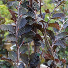 Close-up of a young copper beech tree, showcasing its distinctive dark purple foliage with textured, ridged leaves and reddish stems. The tree's leaves are densely packed, creating a vibrant, textured pattern.