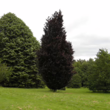 A striking, columnar purple beech tree stands out against a green lawn, flanked by lush green trees. The dark foliage adds a dramatic contrast to the landscape.