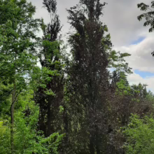 Tall, narrow purple beech tree stands majestically among green trees under a cloudy sky. Its striking color and upright form create a dramatic contrast in the landscape.