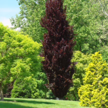 A striking 'Red Rocket' columnar crabapple tree stands tall, its deep burgundy foliage contrasting against the vibrant green of surrounding trees and a well-manicured lawn.