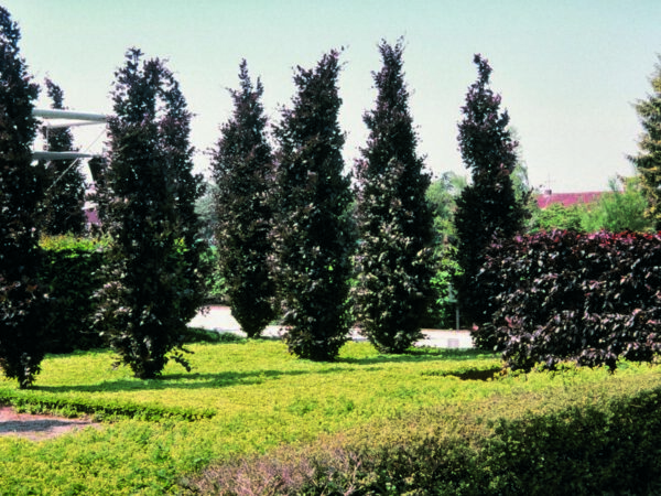 <i>Fagus sylvatica</i> 'Dawyck Purple'