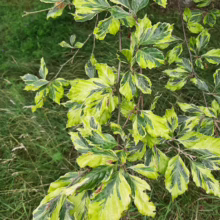 Variegated beech tree leaves showcase vibrant green and yellow hues. The foliage is dense, creating a textured, natural pattern against a backdrop of green grass.