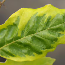 Close-up of a beech tree leaf showing vibrant green and yellow variegation. The leaf's texture and veins are clearly visible, attached to a twig.