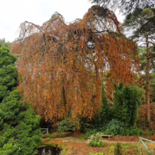 Weeping beech tree with golden autumn leaves cascading towards a tranquil pond in a lush garden setting. A small bridge and vibrant greenery frame the serene landscape.