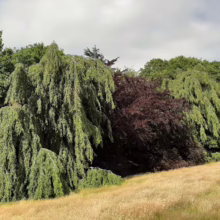 Lush landscape featuring weeping trees with vibrant green foliage cascading over a field of golden grass, contrasting with a dark maroon tree. A path of green grass cuts through the field.