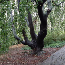 Weeping beech tree with cascading green foliage beside a brick path. The tree's multiple trunks twist upward, creating a natural canopy in a park-like setting.