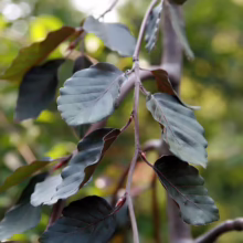 Deep purple leaves of a Weeping Purple Beech tree cascade downwards, showcasing their textured surface and rich color against a blurred green background.