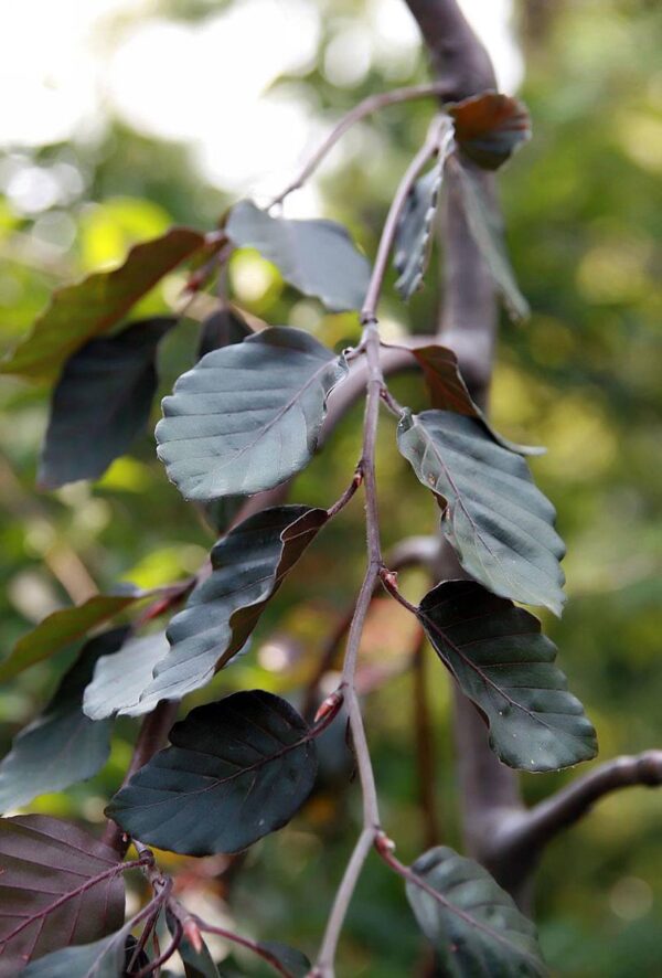 <i>Fagus sylvatica</i> 'Purple Fountain' - Image 2