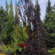 Stunning weeping purple beech tree with cascading foliage, surrounded by lush greenery and colorful ground cover in a well-maintained garden. The tree's unique form creates a dramatic focal point.