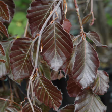 Copper beech leaves on a branch, showcasing their deep burgundy color and textured edges. Veins are visible, adding depth to the foliage.
