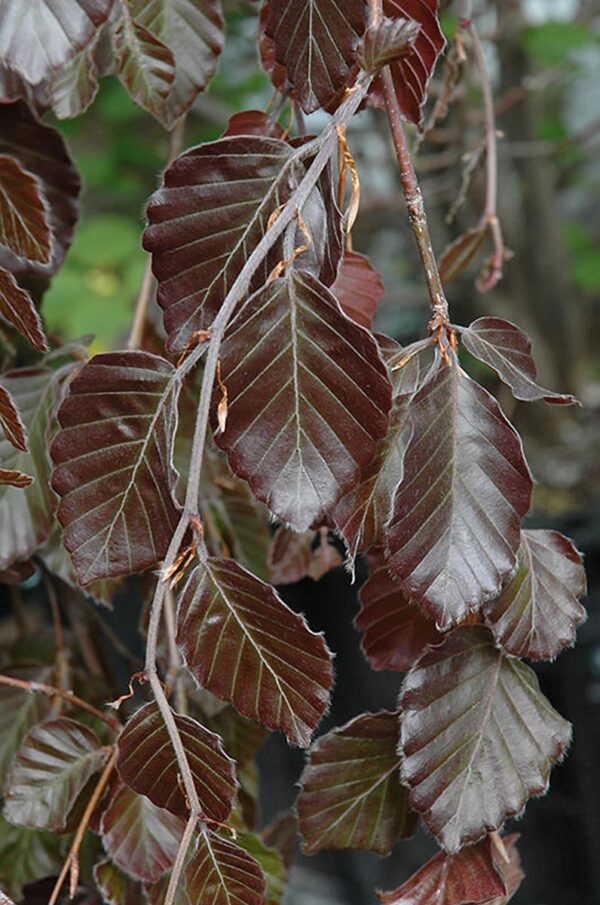 <i>Fagus sylvatica</i> 'Purple Fountain' - Image 4