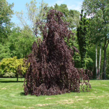 A weeping European beech tree with dark burgundy leaves stands prominently on a lush green lawn, framed by other trees in the background. The tree's cascading branches create a dramatic, sculptural shape.