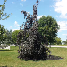 A weeping purple beech tree stands prominently on a green lawn, its cascading branches creating a graceful silhouette against a blue sky with scattered clouds. Other trees and a well-manicured landscape complete the scene.