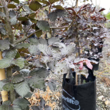 Close-up of young copper beech trees in black nursery pots. The leaves are a deep purple-green color with slightly serrated edges. One branch has new growth with pinkish-red leaves. The tree trunks are supported by bamboo stakes.