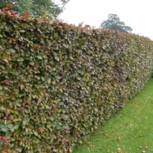 Dense beech hedge, its leaves a mix of green and russet, creates a natural garden border. Lawn with scattered leaves below. A darker yew hedge is visible in the background.