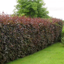 A lush copper beech hedge stands tall, its leaves a mix of deep burgundy and green. A vibrant green lawn stretches to the hedge's base, with a mature green tree in the background.