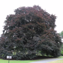 Majestic copper beech tree with deep burgundy leaves dominates the landscape. The tree's broad canopy casts a shadow on the green lawn and paved path, creating a serene, park-like setting.