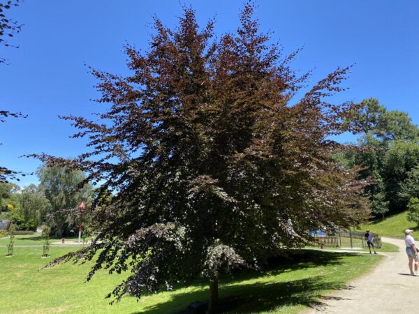 <i>Fagus sylvatica</i> 'Purpurea'