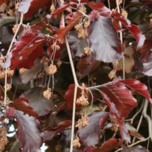 Close-up of a purple beech tree with red-purple leaves and dangling catkins. The unique foliage adds rich color to the landscape.