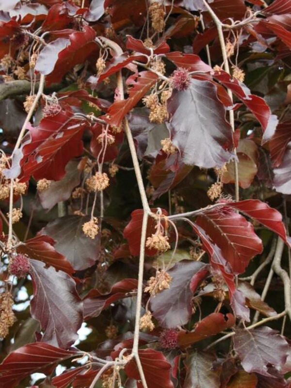 <i>Fagus sylvatica</i> 'Purpurea Pendula' - Image 2