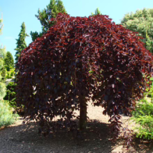 A weeping purple beech tree with cascading branches creates a beautiful focal point in a garden setting, offering shade and dramatic color. The tree's dark foliage contrasts with the surrounding greenery.