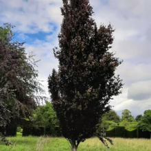 Striking purple beech tree stands tall in a green meadow under a partly cloudy sky. The tree's unique foliage contrasts with the surrounding landscape, creating a visually appealing scene.