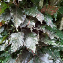Close-up of copper beech leaves showcasing their dark green and reddish-purple hues, with serrated edges and textured surfaces. The leaves create a dense, lush foliage, typical of a copper beech tree.