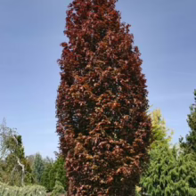 Upright Crimson Spire Oak tree with deep burgundy leaves against a clear blue sky. The tall, columnar tree stands out in a garden setting with other greenery.