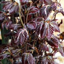 Close-up of a copper beech hedge, showing vibrant burgundy leaves with slightly serrated edges and prominent veining, illuminated by soft, natural light.