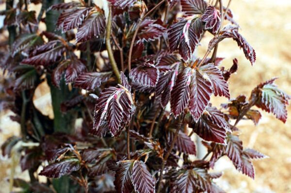 <i>Fagus sylvatica</i> 'Red Obelisk' - Image 5