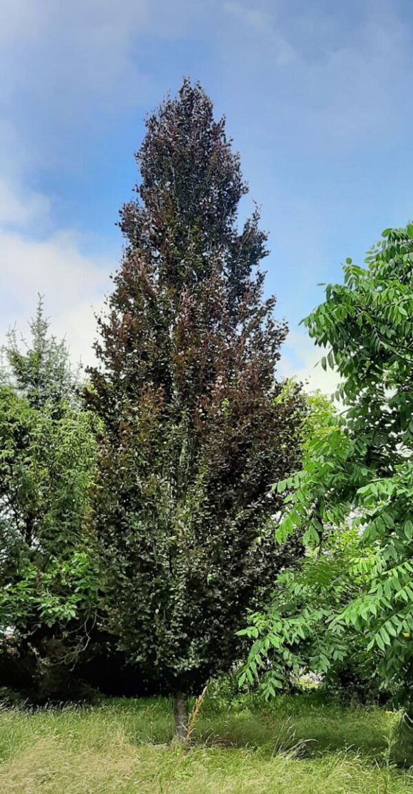 <i>Fagus sylvatica</i> 'Red Obelisk'