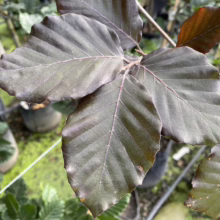 Close-up of vibrant purple beech leaves (Fagus sylvatica 'Purpurea'), also known as copper beech, showcasing their rich color and textured veins. Ideal ornamental trees for adding color to gardens.