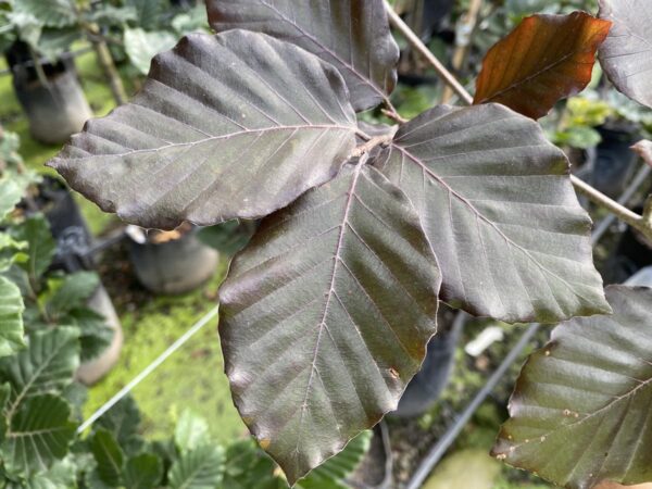 <i>Fagus sylvatica</i> 'Riversii' - Image 2