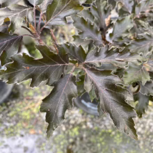 Close-up of a 'Purple Fountain' weeping beech tree, showcasing its distinctive dark purple, serrated leaves. The cascading foliage creates a dramatic, elegant effect in a garden setting.