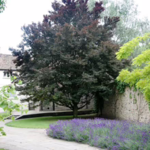 A mature purple beech tree stands majestically in a garden setting, surrounded by blooming lavender. A stone path leads towards the tree, with a brick wall and green foliage in the background.