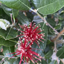 Feijoa sellowiana ‘Apollo’ (Feijoa) flower.