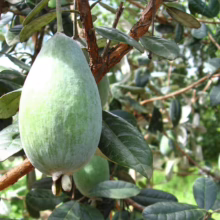 Feijoa sellowiana ‘Apollo’ (Feijoa) up close fruit.