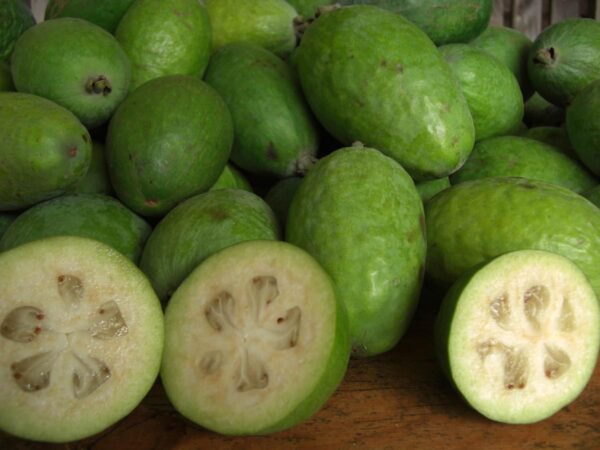 <i>Feijoa sellowiana</i> 'Apollo'