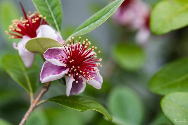 <i>Feijoa sellowiana</i> 'Den's Choice' - Image 2