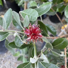 Feijoa sellowiana ‘Gemini’ (Feijoa) flower.