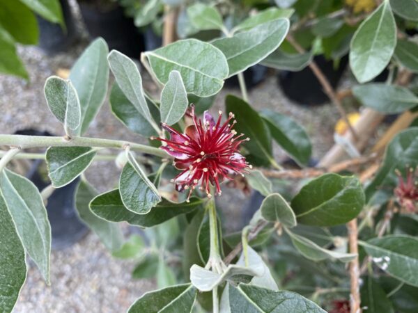 <i>Feijoa sellowiana</i> 'Gemini' - Image 2