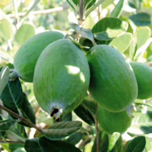 Feijoa sellowiana ‘Gemini’ (Feijoa) fruit on tree.