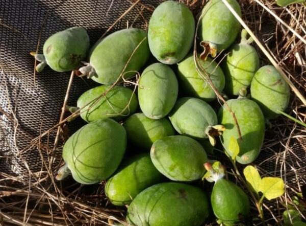 <i>Feijoa sellowiana</i> 'Gemini'