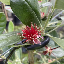 Feijoa sellowiana ‘Golden Goose’ (Feijoa) flower.