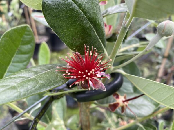 <i>Feijoa sellowiana</i> 'Golden Goose' - Image 2