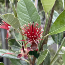 Feijoa sellowiana ‘Kaiteri’ (Feijoa) flower.