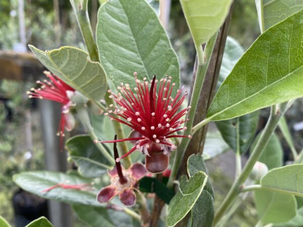 <i>Feijoa sellowiana</i> 'Kaiteri' - Image 2