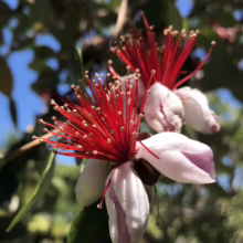 Feijoa sellowiana ‘Kākāriki’ (Feijoa) flower.