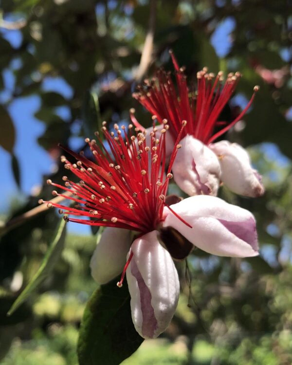 <i>Feijoa sellowiana</i> 'Kākāriki' - Image 2